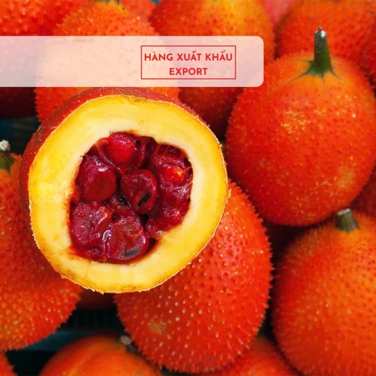 QUẢ GẤC TƯƠI GAVI